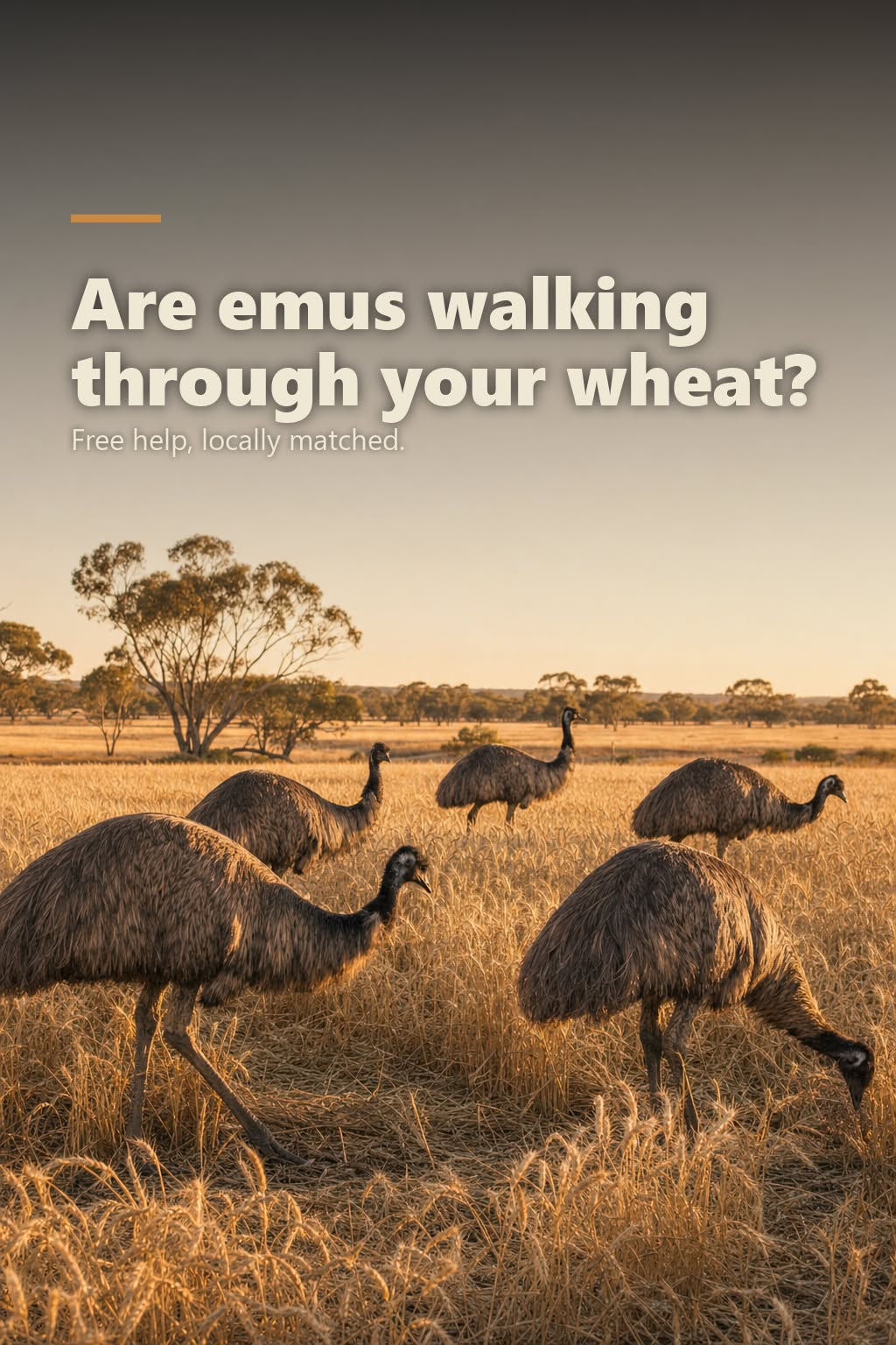 Current Meta ad creative: TMC-02 - A7v2 emus