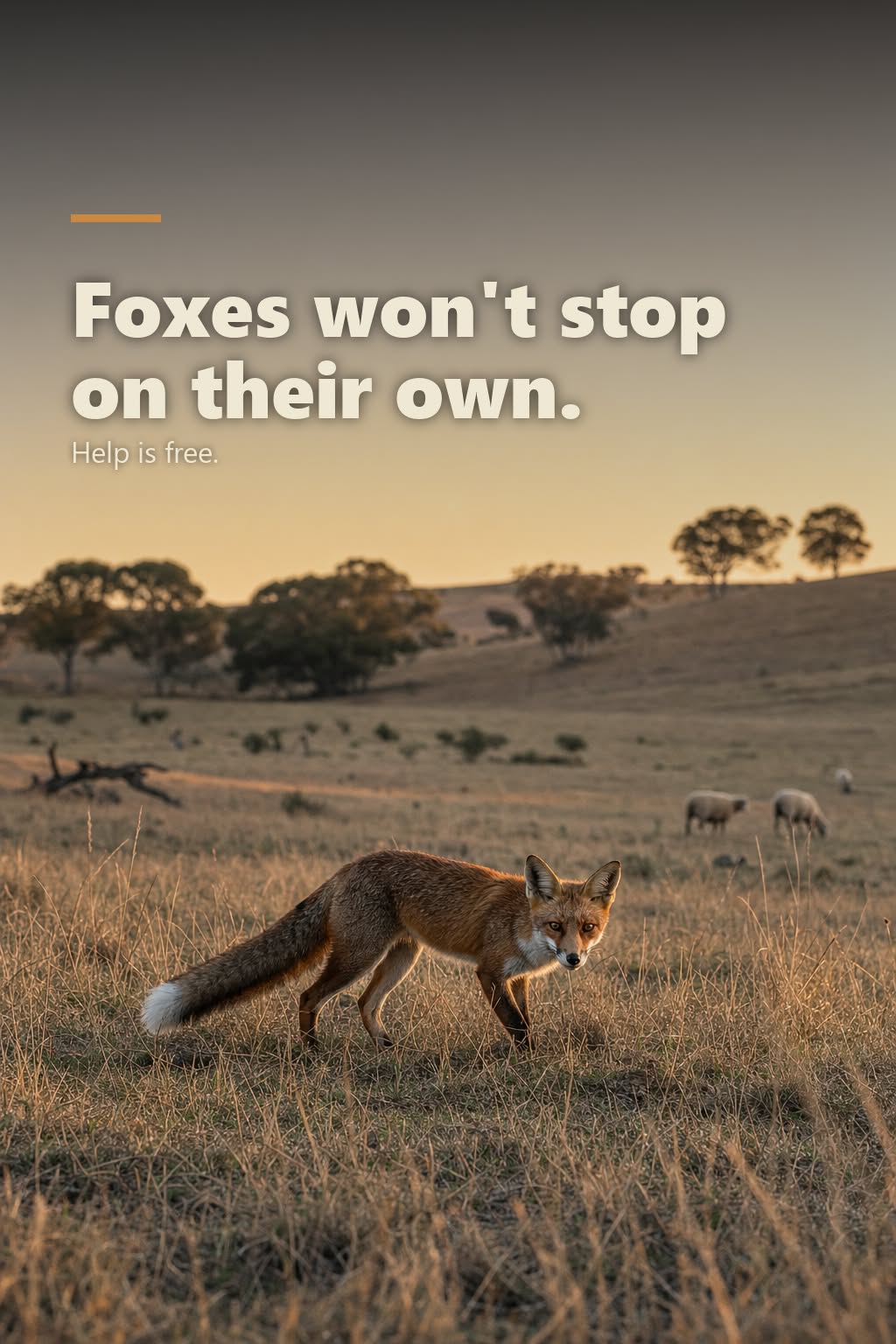 Current Meta ad creative: TMC-02 - A7v2 foxes