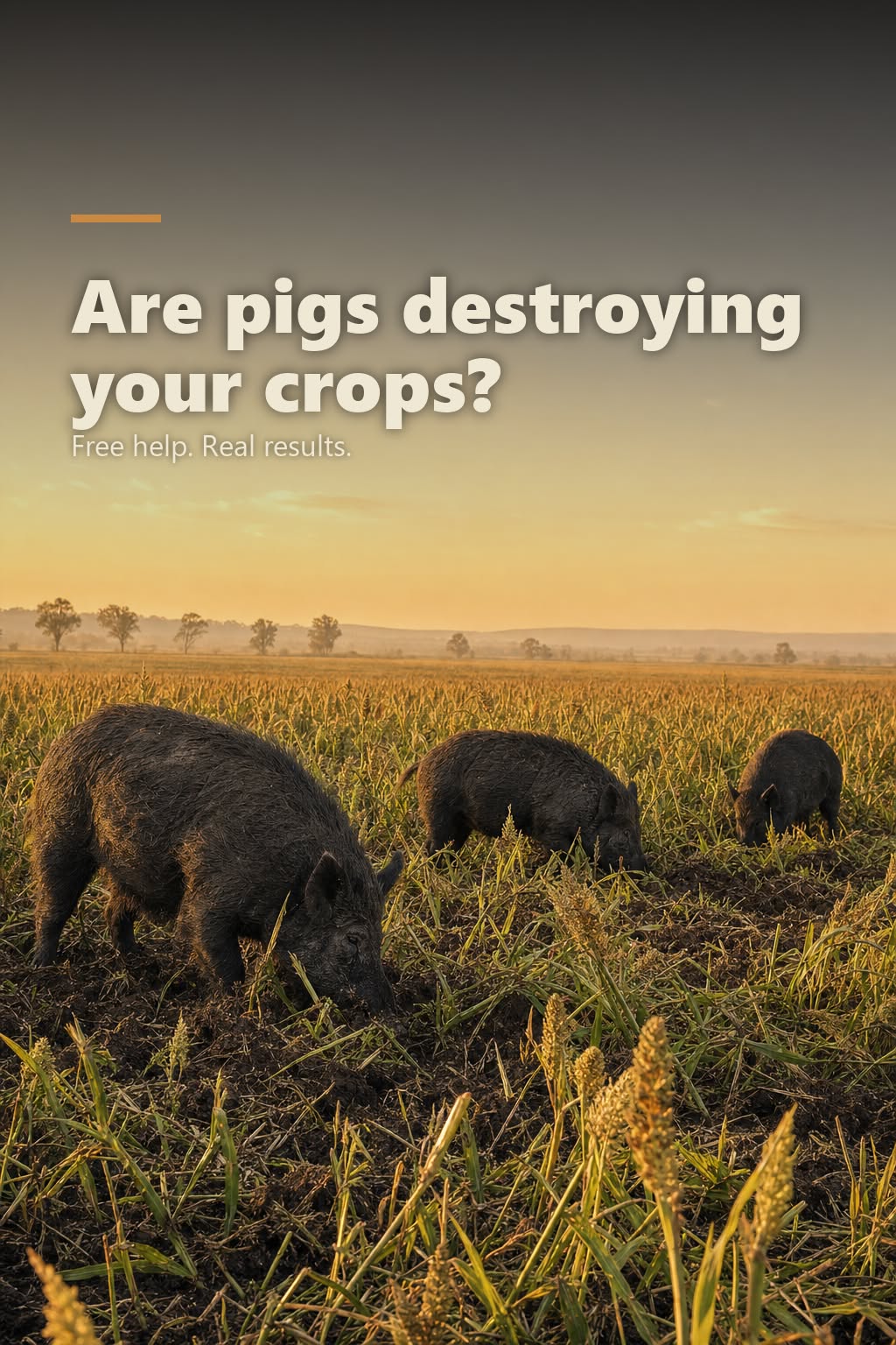 Current Meta ad creative: TMC-02 - A7v2 pigs